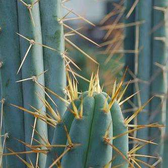 20 Trichocereus macrogonus Seeds - Ethnobotanical Cactus - Bulk Seeds - Succulents