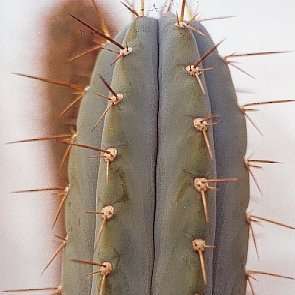 Trichocereus macrogonus Seeds - Ethnobotanical Cactus Seeds - Succulents