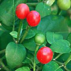 Quintisho Red Chilli Pepper Seeds - Capsicum chinense Chili Chile - Vegetable