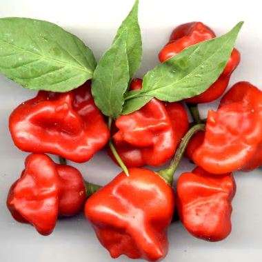 5 Bishop's Crown Chilli Pepper Seeds - Capsicum baccatum Chili Chile - Vegetable Seeds