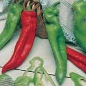 20 Long Horn Chilli Pepper Seeds - Capsicum annuum - Bulk Vegetable - Chile - Chili