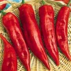 10 Long Horn Chili Pepper Seeds - Capsicum annuum - Vegetable - Chile - Chilli Seeds for Sale