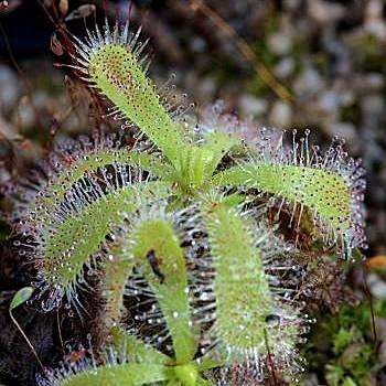 5 Drosera pauciflora Seeds - Indigenous South African Insectivorous Carnivorous Sundews