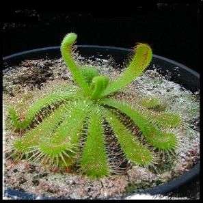 10 Drosera pauciflora Seeds - Indigenous South African Insectivorous Carnivorous Sundews