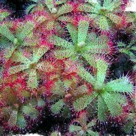 50 Drosera trinervia Seeds Bulk Carnivorous Indigenous Insectivorous Plant Seeds From South Africa