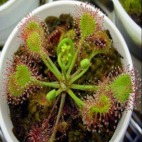 Drosera rotundifolia - Carnivorous Sundew Plant Seeds- European Sundew Seeds