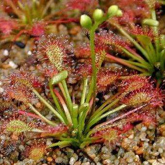 10 Drosera intermedia - Carnivorous - Rare Insectivorous Sundew Plant Seeds From Cuba