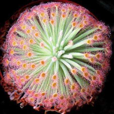 10+ Sundew - Drosera derbyensis - Carnivorous Plant Seeds - Australian Insectivorous Sundew
