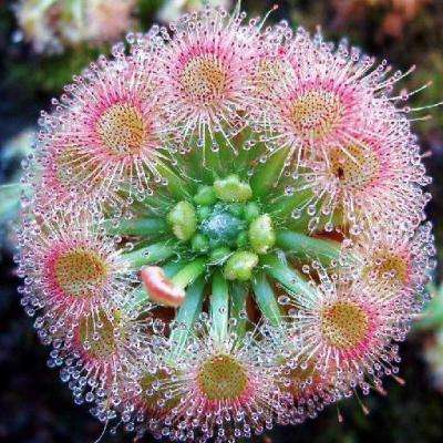 10+ Sundew - Drosera callistos - Carnivorous Plant Seeds - Australian Insectivorous Sundew