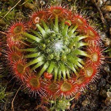 10+ Sundew - Drosera nitidula - Carnivorous Plant Seeds- Australian Insectivorous Sundew