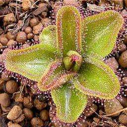 10+ Sundew - Drosera macrophylla Carnivorous Plant Seeds- Australian Insectivorous Sundew