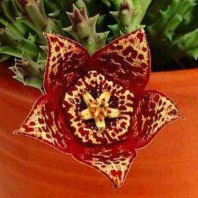Orbea variegata Seeds - Buy Seeds for Indigenous South African Succulents + FREE SEEDS