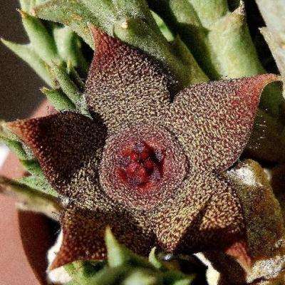 Orbea cooperi Seeds - Buy Seeds for Indigenous South African Succulents + FREE SEEDS