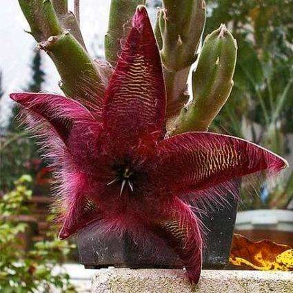 5 Stapelia obducta Seeds - Indigenous South African Succulent Seeds From South Africa + Free Seeds