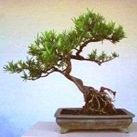 Outeniqua Yellow Wood (Podocarpus falcatus) Bonsai Tree Seeds - Indigenous + FREE SEEDS