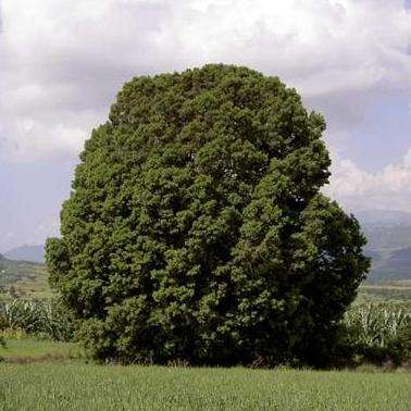 5 Podocarpus falcatus Seeds - Outeniqua Yellowwood Tree Seeds - Indigenous + FREE SEEDS