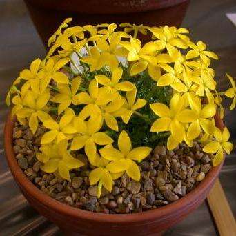 10 Sebaea thomasii Seeds - Indigenous South African Perennial Seeds From South Africa