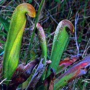 5 Hooded Pitcher Plant Seeds + FREE SEEDS - Sarracenia minor Seeds - Carnivorous Insectivorous Plant