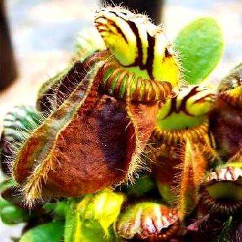 Cephalotus follicularis Seed ~ West Australian Pitcher Plant Seed or Albany Pitcher Plant Seed