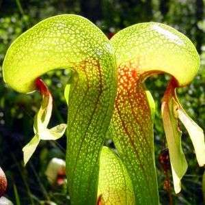 5 Cobra Lily - Darlingtonia californica Seeds - CARNIVOROUS COBRA Pitcher Plant