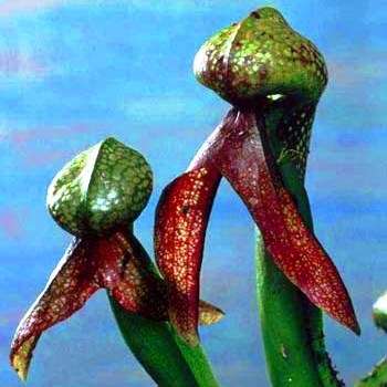 30 Cobra Lily - Darlingtonia californica Seeds -Bulk - CARNIVOROUS COBRA Pitcher Plant