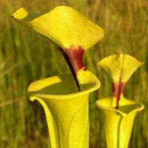 15 Yellow Pitcher Plant Carnivorous Sarracenia flava rugelii Seeds + FREE SEEDS WITH ALL ORDERS