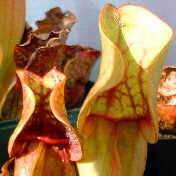5 Carnivorous Purple Pitcher Plant Seeds + FREE SEEDS - Sarracenia purpurea spp. purpurea