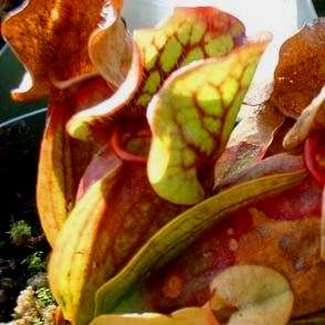 Southern Purple Pitcher Plant Seeds - Carnivorous Sarracenia purpurea ssp. venosa var. burkii