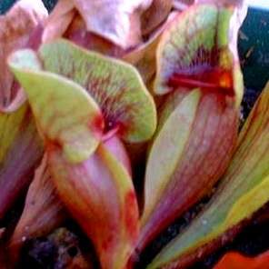 10 Southern Purple Pitcher Plant Seeds - Carnivorous Sarracenia purpurea ssp. venosa var. burkii