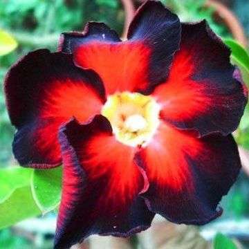 5 Adenium obesum var. Black Fire - A STUNNING HYBRID ADENIUM - HAND POLLINATED SEED
