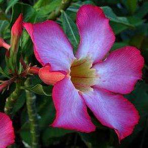 5 Adenium obesum var. Fragrant Delight - A STUNNING HYBRID - HAND POLLINATED SUCCULENTS SEEDS