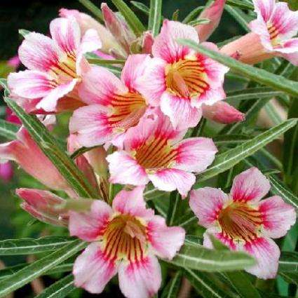 Adenium obesum var. Bosom Jade - A STUNNING HYBRID ADENIUM - HAND POLLINATED SUCCULENTS SEED