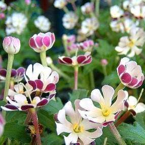 Zaluzianskya ovata Seeds - Indigenous South African Perennial - Worldwide Shipping + GET FREE SEEDS