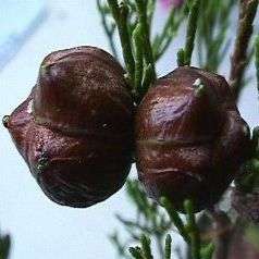 Mountain Cedar - Widdringtonia nodiflora Tree Seeds - Indigenous to South Africa