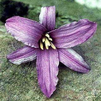 Xerophyta viscosa Seeds - Indigenous South African Perennial Seeds