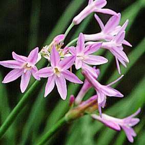 Tulbaghia simmleri Seeds - Indigenous South African Bulb Seeds For Sale From South Africa
