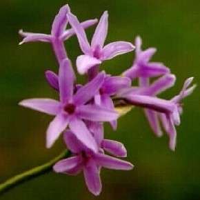 Tulbaghia violaceae Seeds - Indigenous South African Bulb Seeds For Sale From South Africa
