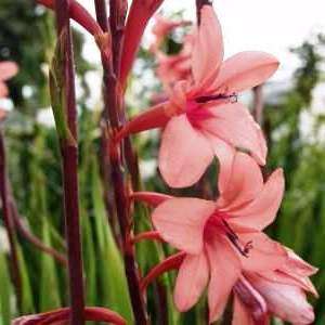 5 Watsonia borbonica Seeds - Sow Autumn - Indigenous South African Bulb Seeds For Sale From Africa