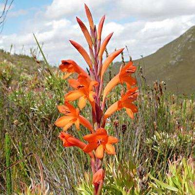 10 Watsonia schlechteri Seeds - Indigenous South African Bulb Seeds For Sale From Africa