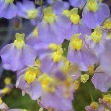 10 Utricularia bisquamata Seeds - Indigenous Insectivorous Carnivorous Plant - Bladderwort