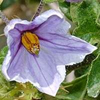 5 Solanum linnaeanum Seeds - Devil`s Apple or Apple of Sodom - Indigenous to South Africa