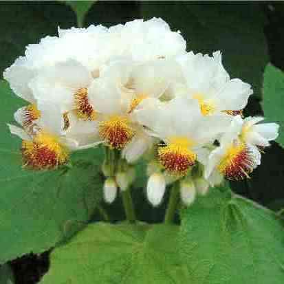 5 Sparmannia africana Seeds - Indoor Perennial Shrub - Indigenous to South Africa - Global Shipping