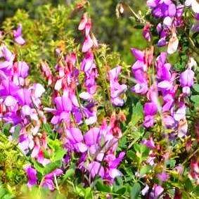 Sphenostylis angustifolia Seeds - Indigenous South African Perennial + GET FREE SEEDS