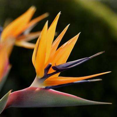 20 Strelitzia reginae Seeds - Bird of Paradise, Crane Flower - Indigenous to South Africa