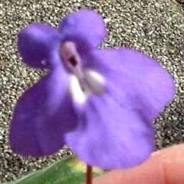 Streptocarpus caulescens Seeds - Perennial Semi-Succulent - Buy Indigenous Seeds + Get Free Seeds