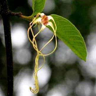 5 Strophanthus kombe Tree Seeds - Indigenous South African Arrow Poison Tree