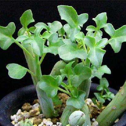 10 Senecio articulatus Seeds - Indigenous South African Succulents + FREE SEEDS