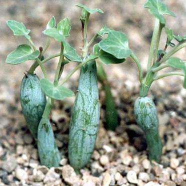 5 Senecio articulatus Seeds - Indigenous South African Succulents + FREE SEEDS