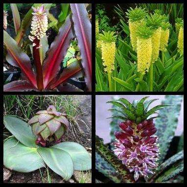 10 Eucomis Mixed Species Seeds - Indigenous South African Bulb Seeds