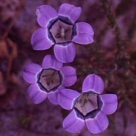 Roella ciliata Seeds - Sow Autumn - Buy Seeds for Indigenous South African Perennials